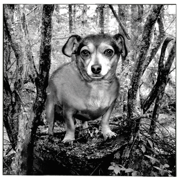 Granite Square Pet Plaque with Easel — 6x6