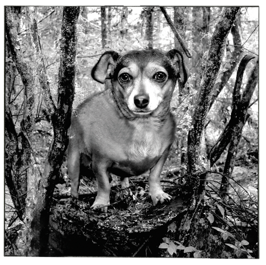 Granite Square Pet Plaque with Easel — 6x6